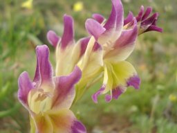 Gladiolus venustus tepal dance